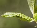 Rhopalosiphum padi
